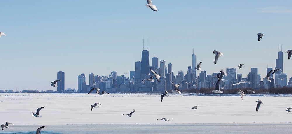 Birds flying over water with Chicago skyline in background