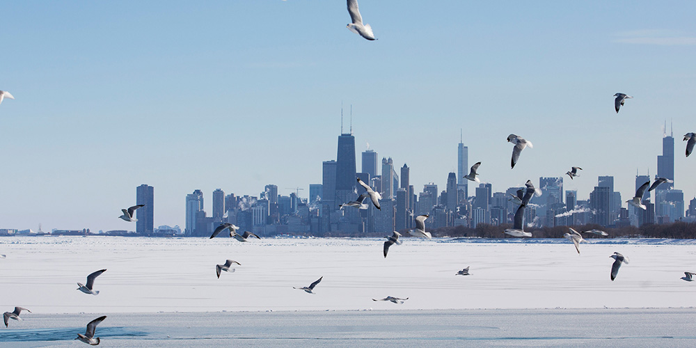 Birds flying over water with Chicago skyline in background